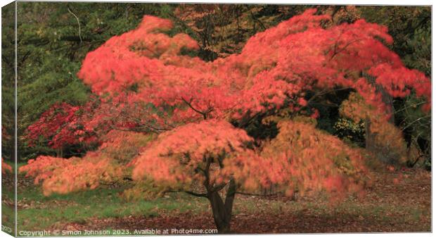 Autumnal Acer colour with ICM Canvas Print by Simon Johnson
