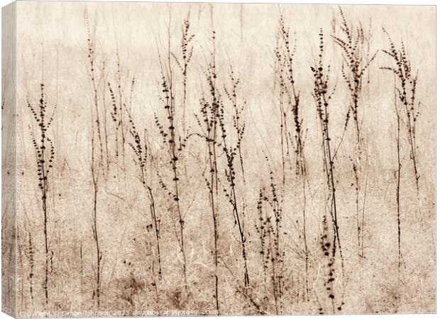 Grasses in a field monochrome  Canvas Print by Simon Johnson