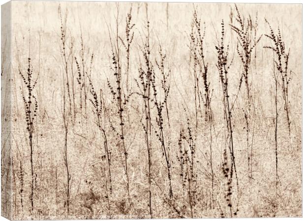 grasses Canvas Print by Simon Johnson