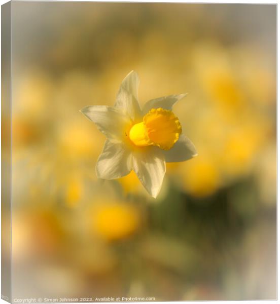 A close up of a daffodil  Canvas Print by Simon Johnson
