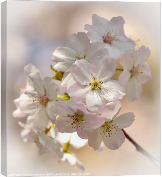 Sunlit spring Blossom  Canvas Print by Simon Johnson