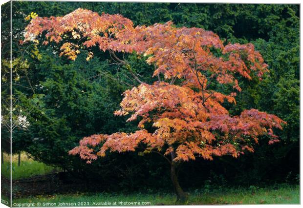 Acer tree in autumn  Canvas Print by Simon Johnson
