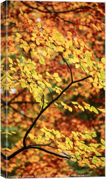 Autumnal beech leaves  Canvas Print by Simon Johnson