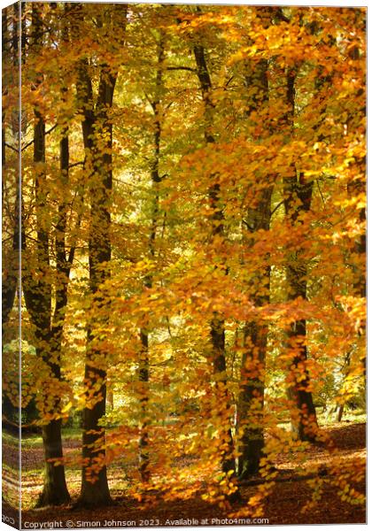 Autumnal woods Canvas Print by Simon Johnson