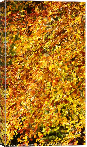  Beech leaves Canvas Print by Simon Johnson