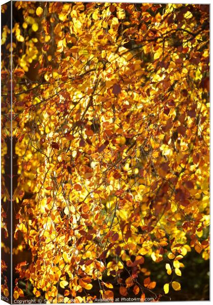 Golden autumn leaves Canvas Print by Simon Johnson