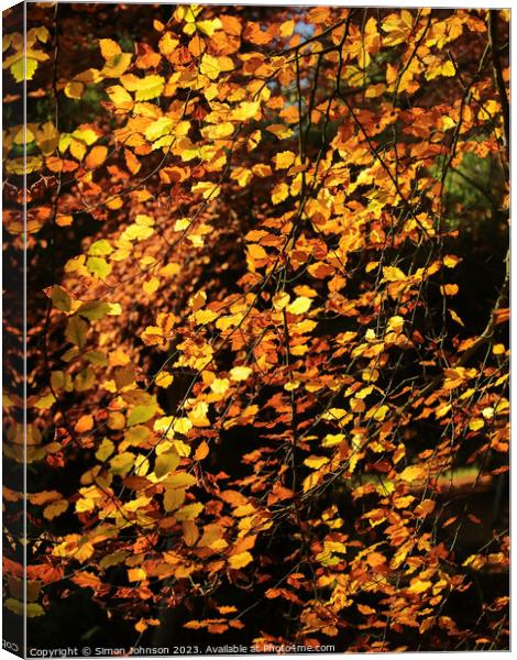 sunlit Beech leaves Canvas Print by Simon Johnson
