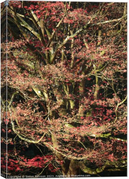 Acer tree  soft focus Canvas Print by Simon Johnson