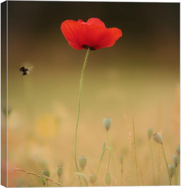 Poppy flower and bee Canvas Print by Simon Johnson