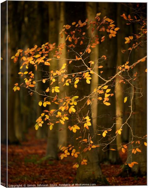Sunlit Autumn Leaves  Canvas Print by Simon Johnson