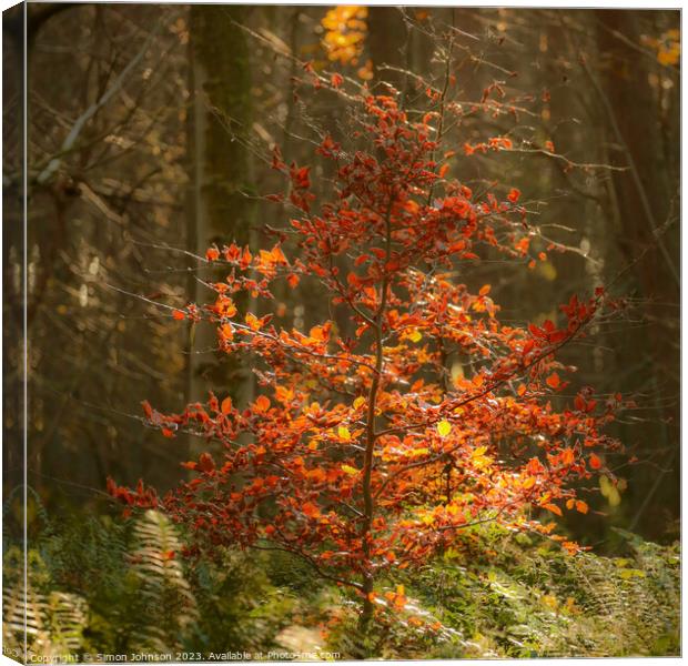 Sunlit  beech tree Canvas Print by Simon Johnson