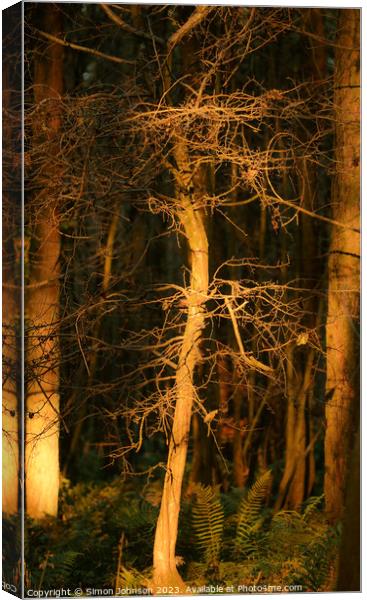 Sunlit Woodland Canvas Print by Simon Johnson