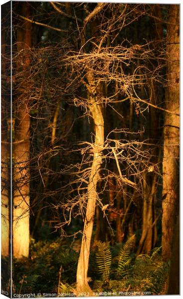 Sunlit Trees Canvas Print by Simon Johnson