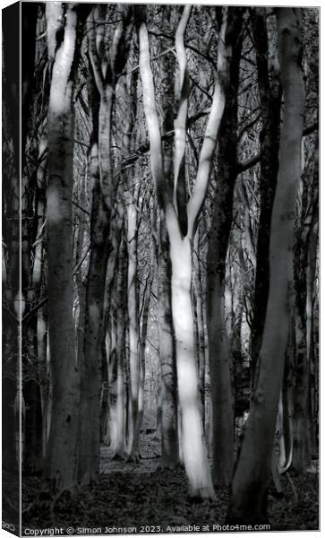 Sunlit Tree Canvas Print by Simon Johnson