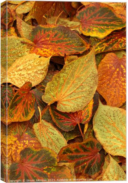 Frosted Leaves Canvas Print by Simon Johnson
