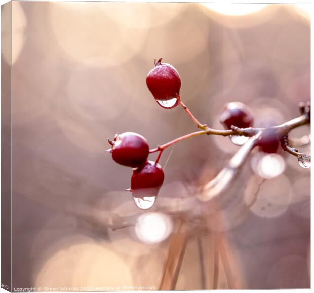 Hawthorn Berries with dew drops Canvas Print by Simon Johnson