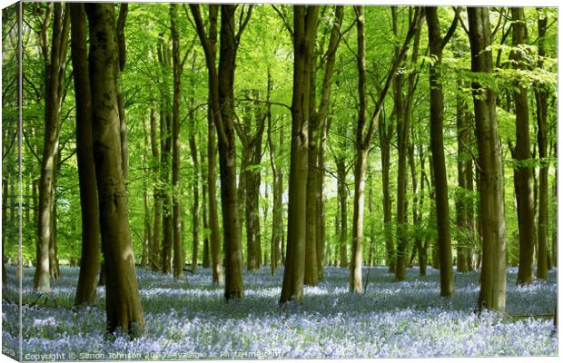 Beech woodland and bluebells  Canvas Print by Simon Johnson