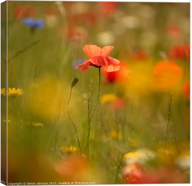 poppy Flower  Canvas Print by Simon Johnson