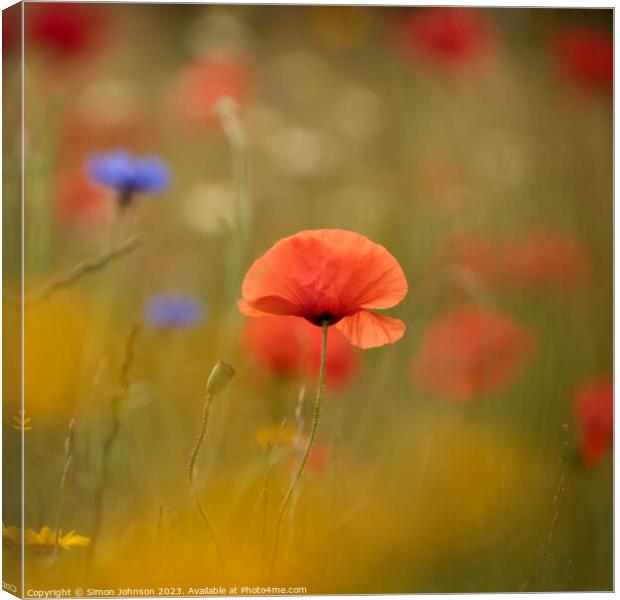 sunlit Poppy, soft focus Canvas Print by Simon Johnson