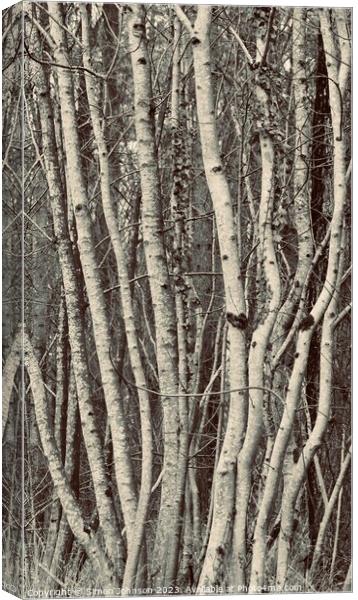 tree trunk patterns Canvas Print by Simon Johnson