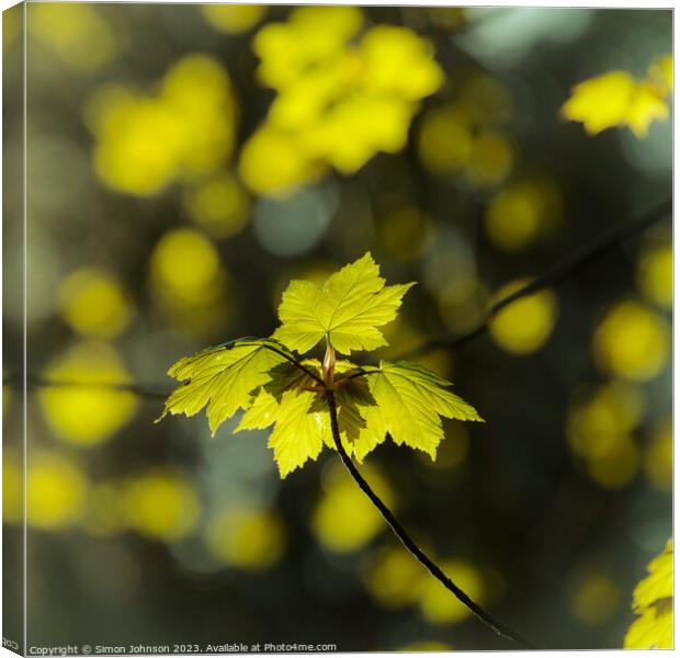 Plant tree Canvas Print by Simon Johnson