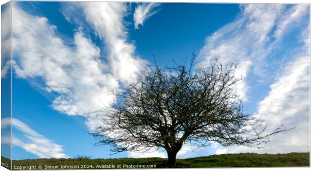 tree silhouette  Canvas Print by Simon Johnson