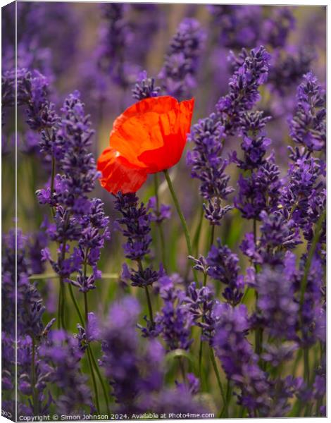 Plant flower Canvas Print by Simon Johnson