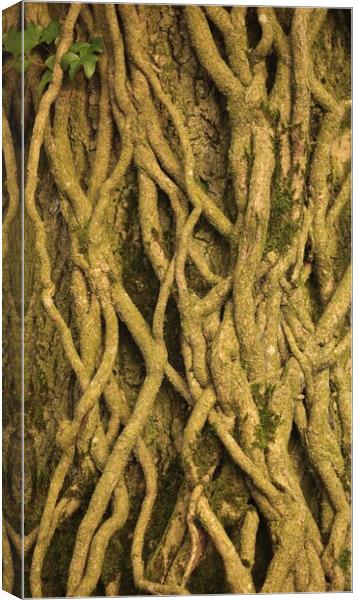 Patterns in nature Ivy roots Canvas Print by Simon Johnson