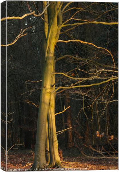 Sunlit winter tree Canvas Print by Simon Johnson