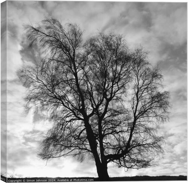Silver Biirch tree Canvas Print by Simon Johnson