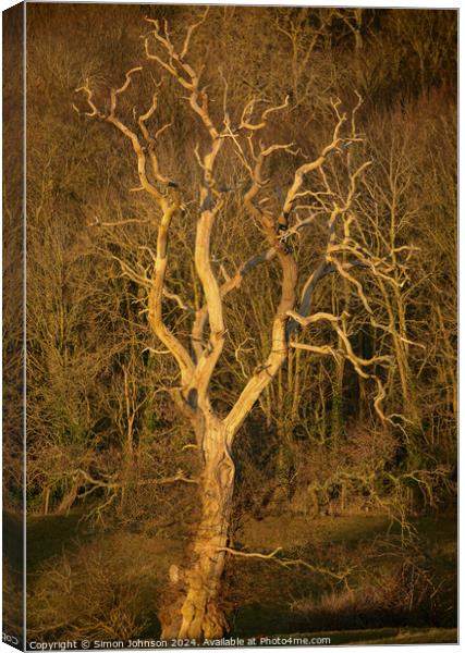 Sunlit tree Canvas Print by Simon Johnson