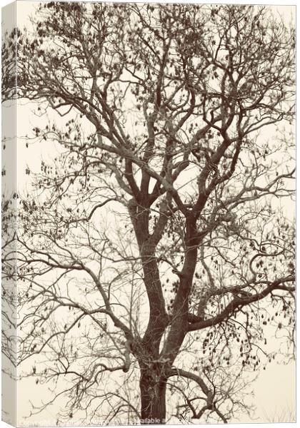 Tree profile in monochrome  Canvas Print by Simon Johnson