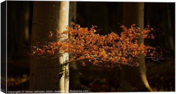 sunlit Beech leaves Canvas Print by Simon Johnson