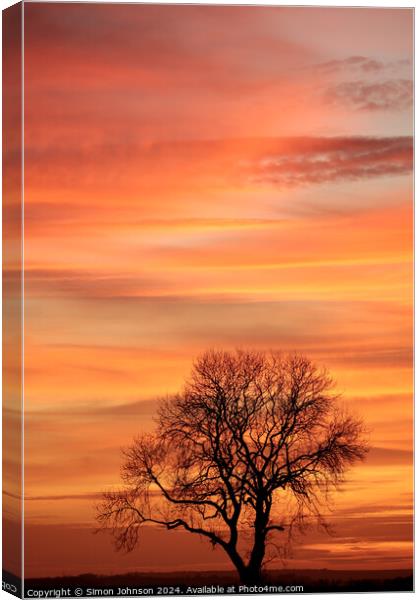 Cotswold sunset and tree silhouette   Canvas Print by Simon Johnson