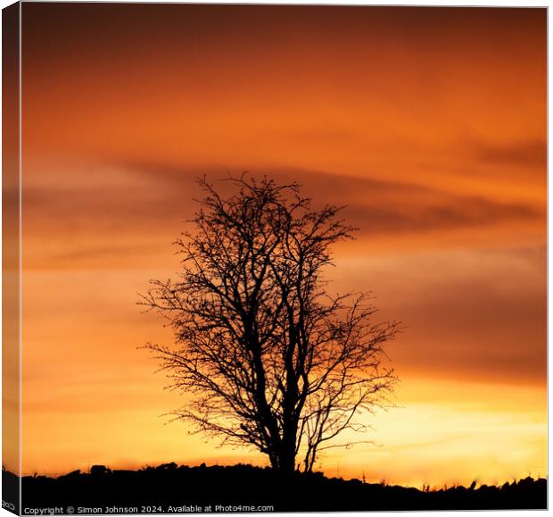 Tree silhouette  at Sunset Canvas Print by Simon Johnson