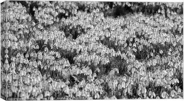 A few Snowdrops Canvas Print by Simon Johnson