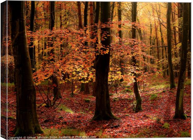 Autumnal Woodland  Canvas Print by Simon Johnson
