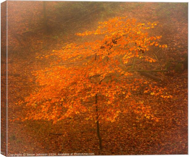 Autumn Beech tree in the mist Canvas Print by Simon Johnson