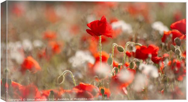 Poppy flowers Canvas Print by Simon Johnson