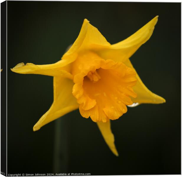 Daffodil  flower Canvas Print by Simon Johnson