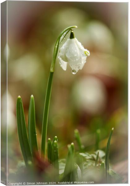 Snowdrop flower Canvas Print by Simon Johnson