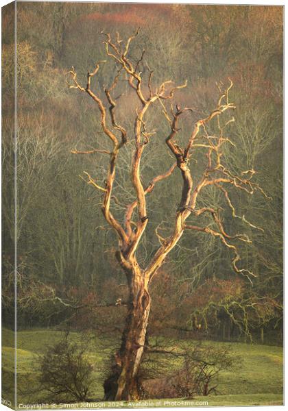 Lightening  tree Canvas Print by Simon Johnson
