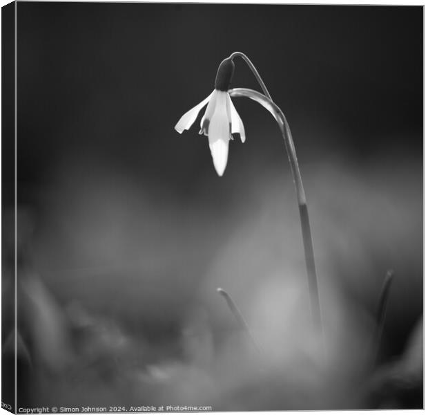 Snowdrop Flower In monochrome  Canvas Print by Simon Johnson