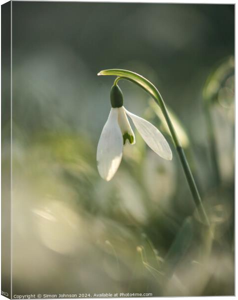 sunlit  Snowdrop  Canvas Print by Simon Johnson