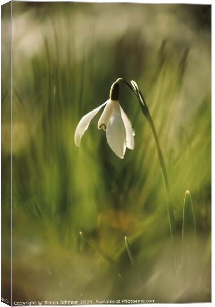 A close up of a flower Canvas Print by Simon Johnson