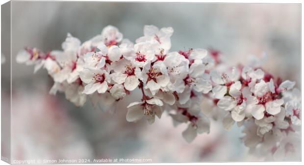 Early Spring Cherry Blossom Canvas Print by Simon Johnson