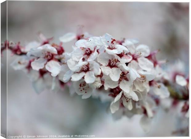 A close up of spring Cherry blossom Canvas Print by Simon Johnson