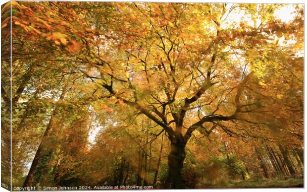 Autumnal woodland Canvas Print by Simon Johnson
