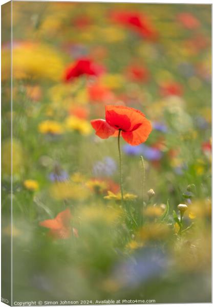 A close up of a  Poppy flower Canvas Print by Simon Johnson