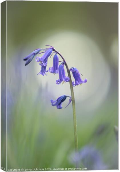 Bluebell flower Canvas Print by Simon Johnson